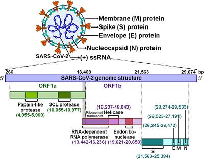 Inflammasomes: a rising star on the horizon of COVID-19 pathophysiology